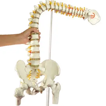 45 см Позвоночник человека с моделью таза Анатомическая анатомия человека Медицинская модель позвоночника Модель позвоночника с гибкой подставкой